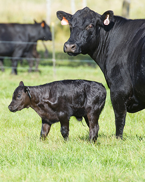 Angus Beef Cattle