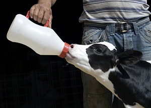 Farmer feeding calf Farmer feeding calf