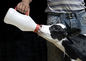 Farmer feeding calf