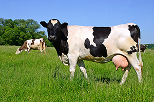 Cow on a summer pasture